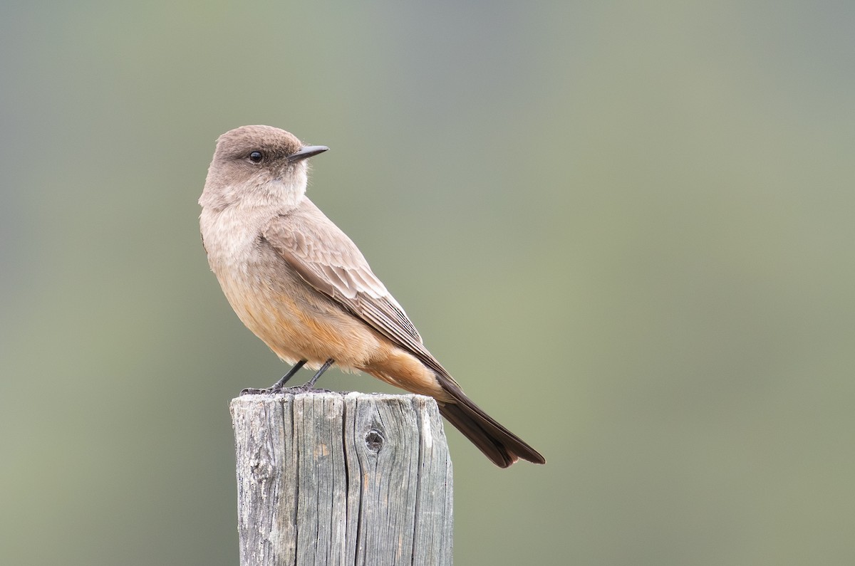 Say's Phoebe - ML648732884