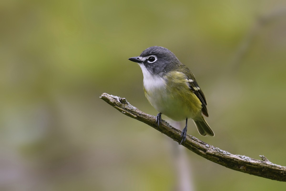 Graukopfvireo - ML648732886