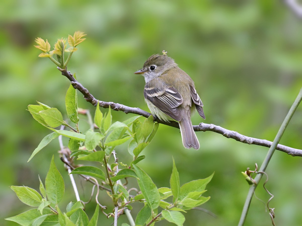 Zwergschnäppertyrann - ML648732910