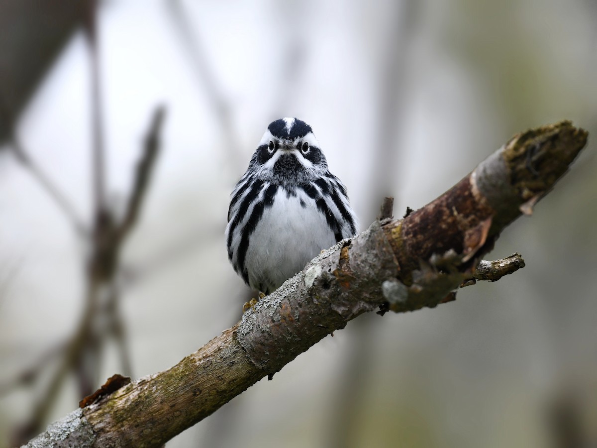 Kletterwaldsänger - ML648732957