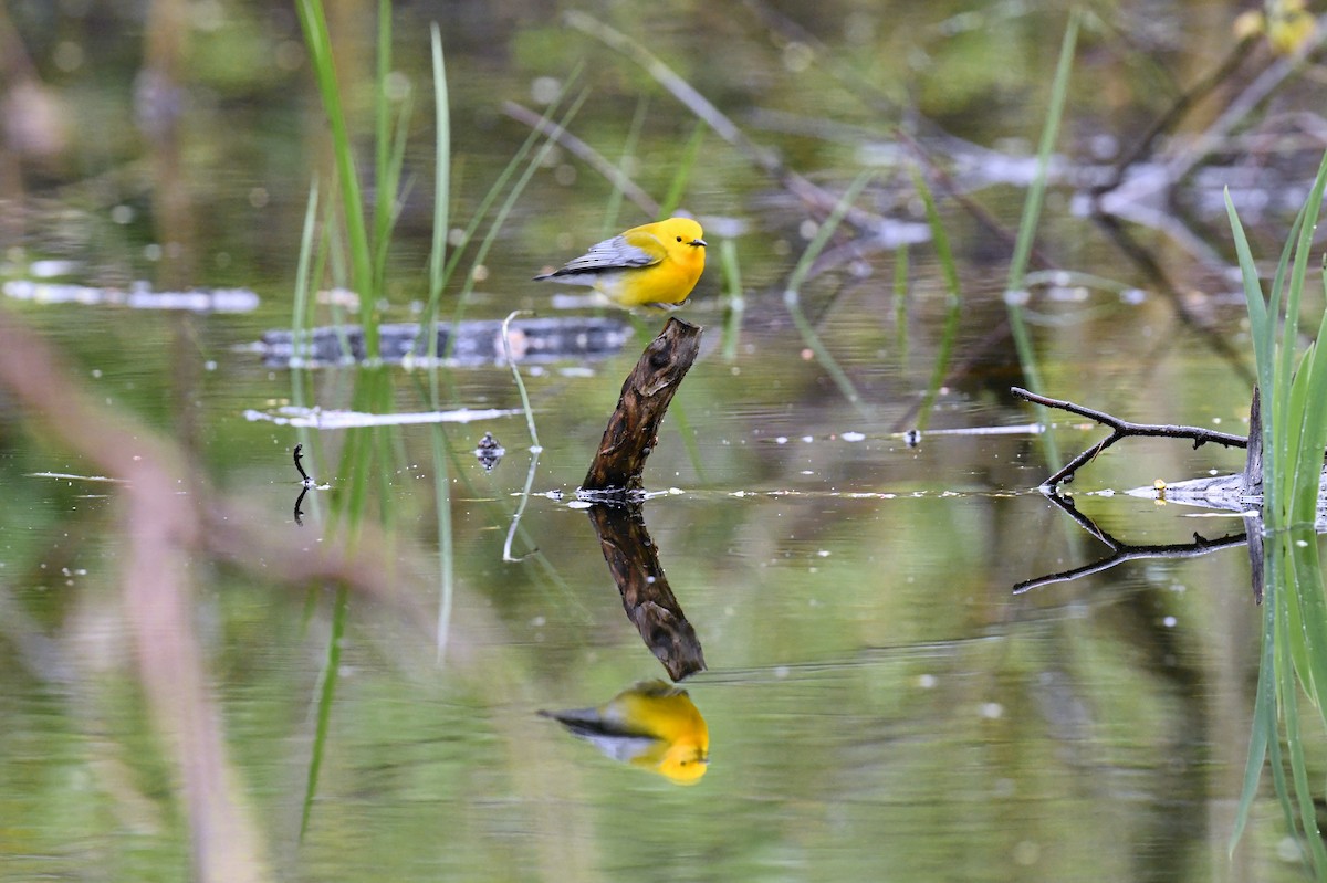 Zitronenwaldsänger - ML648732997