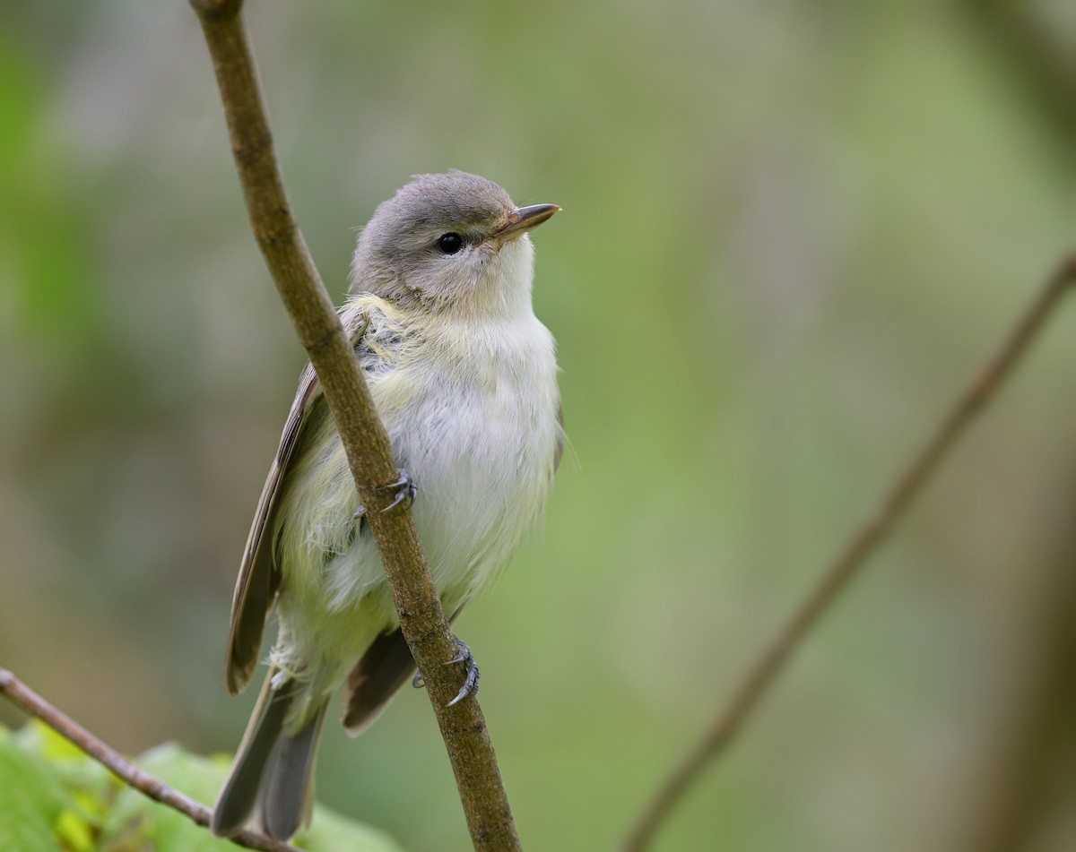 Sängervireo - ML648733015