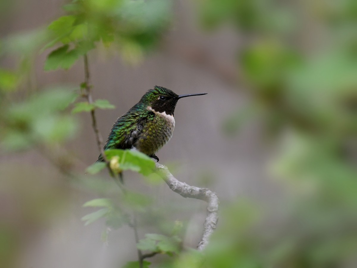 Rubinkehlkolibri - ML648733119