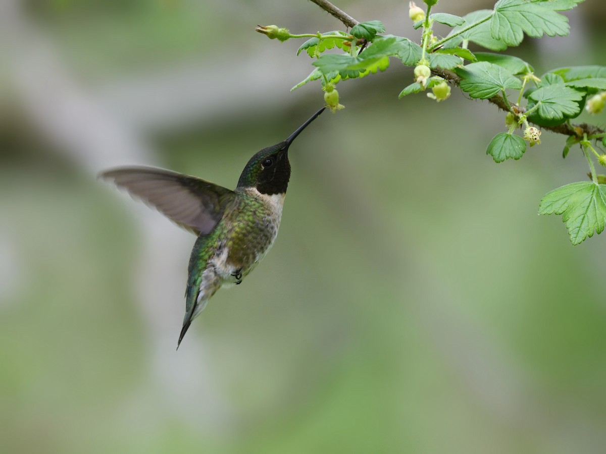 Rubinkehlkolibri - ML648733120