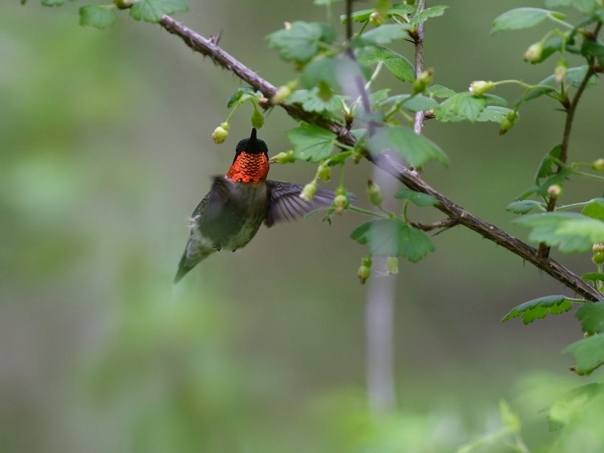 Rubinkehlkolibri - ML648733121