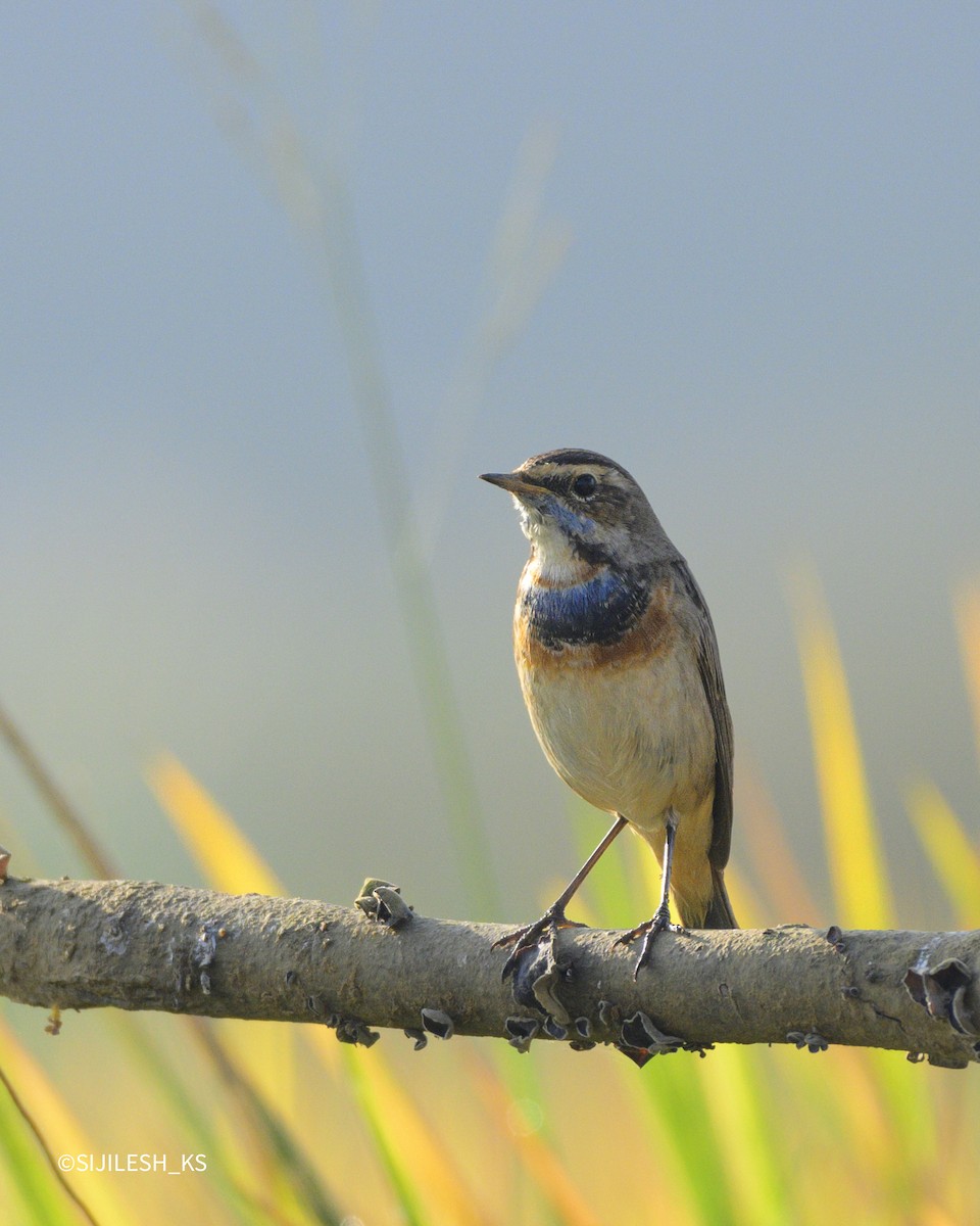 Bluethroat - ML648733330