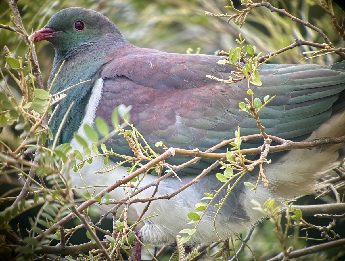 maoridue - ML648733339