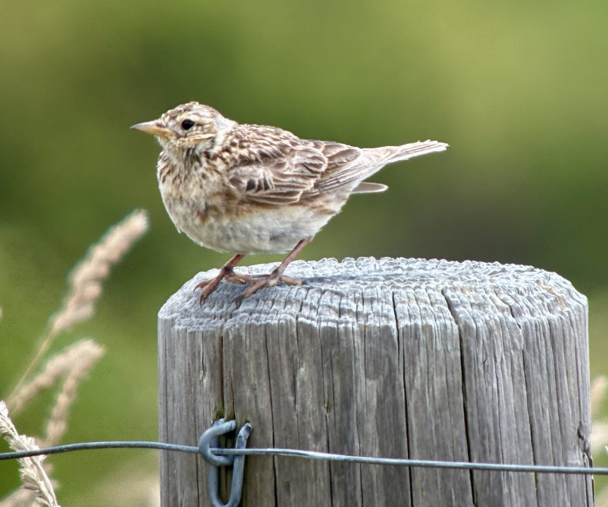 sanglerke - ML648733345