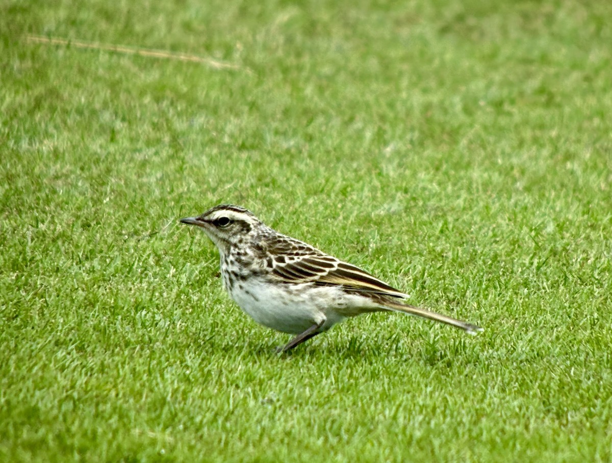 newzealandpiplerke - ML648733368