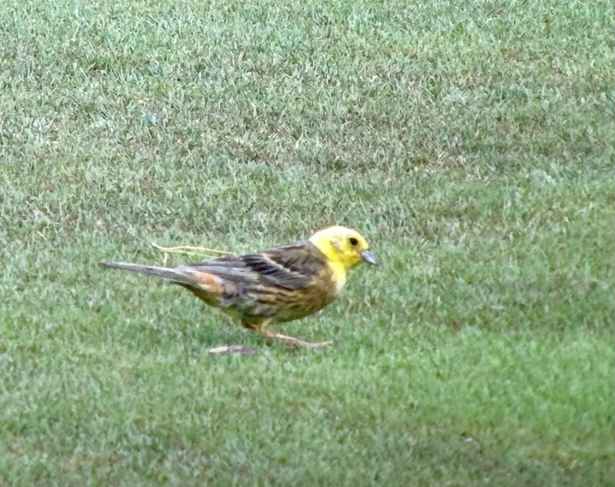 gulspurv - ML648733376