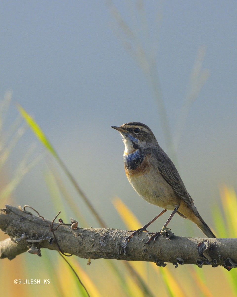 Bluethroat - ML648733495