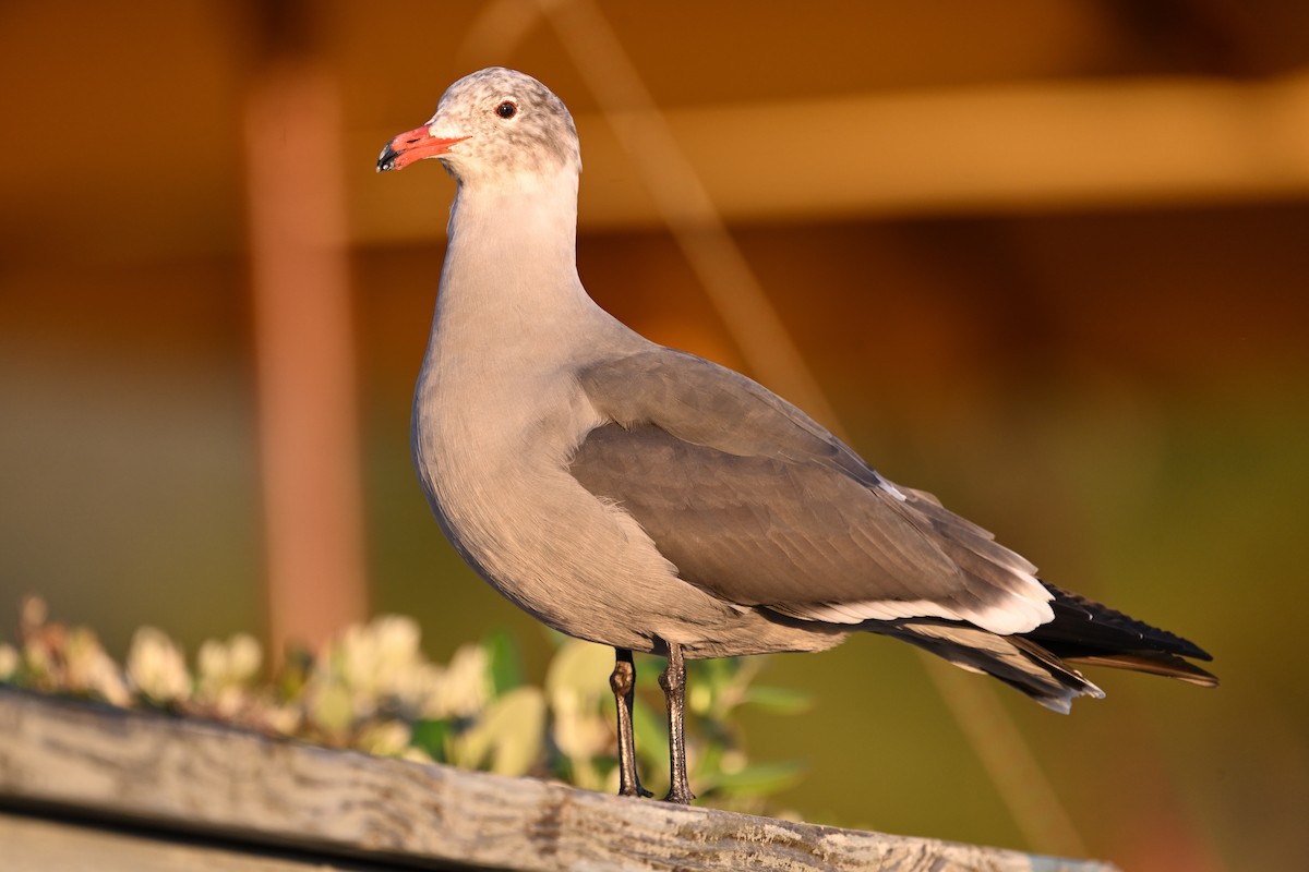 Heermann's Gull - ML648733617