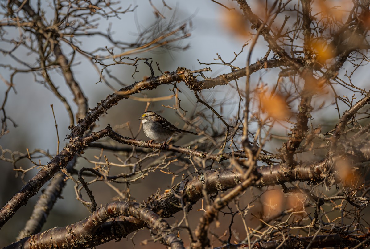 White-throated Sparrow - ML648733773