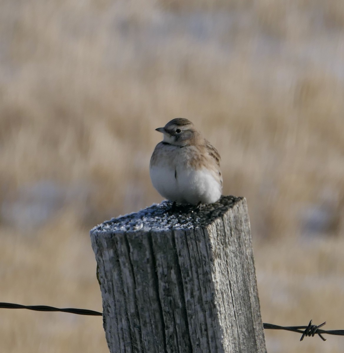 Horned Lark - ML648733895