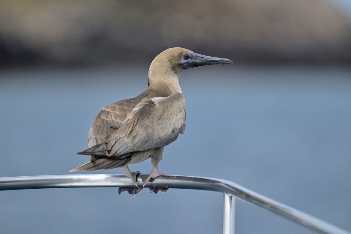 Красноногая олуша - ML648734849