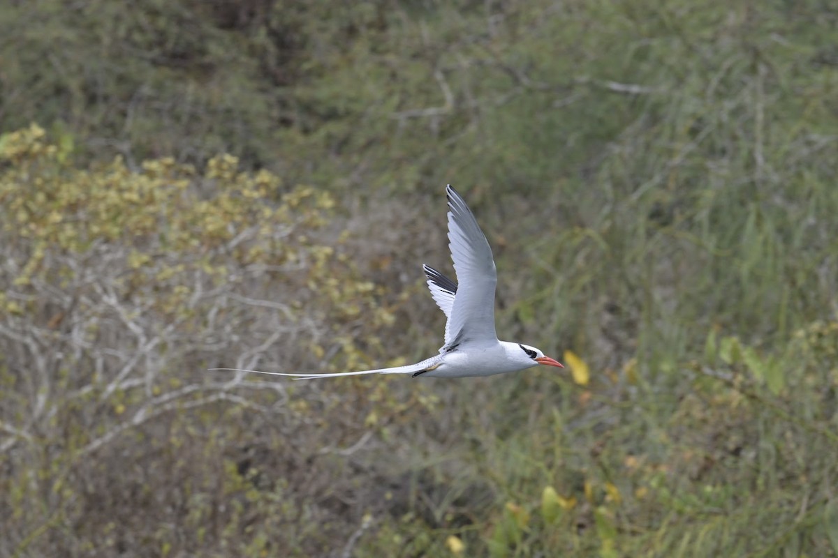 Красноклювый фаэтон - ML648735113