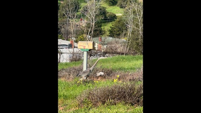 Great Blue Heron - ML648735147