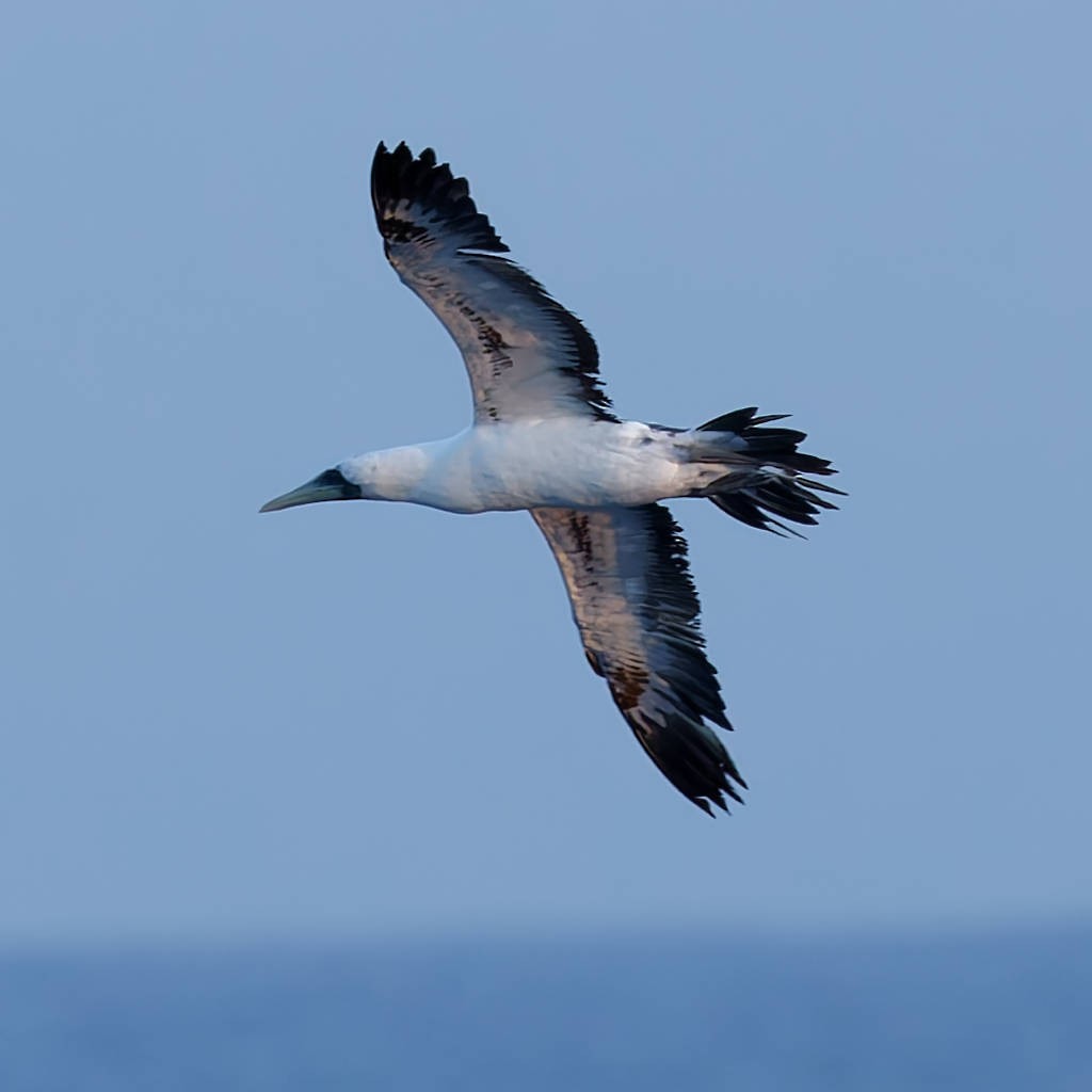 Maskentölpel - ML648735337