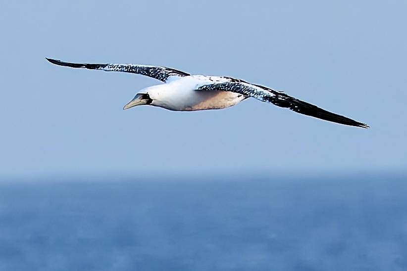 Maskentölpel - ML648735338