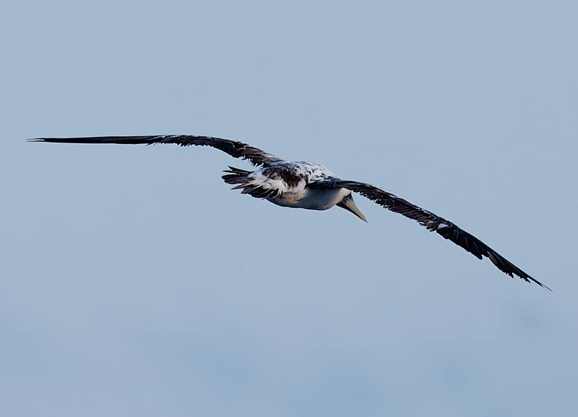 Maskentölpel - ML648735339