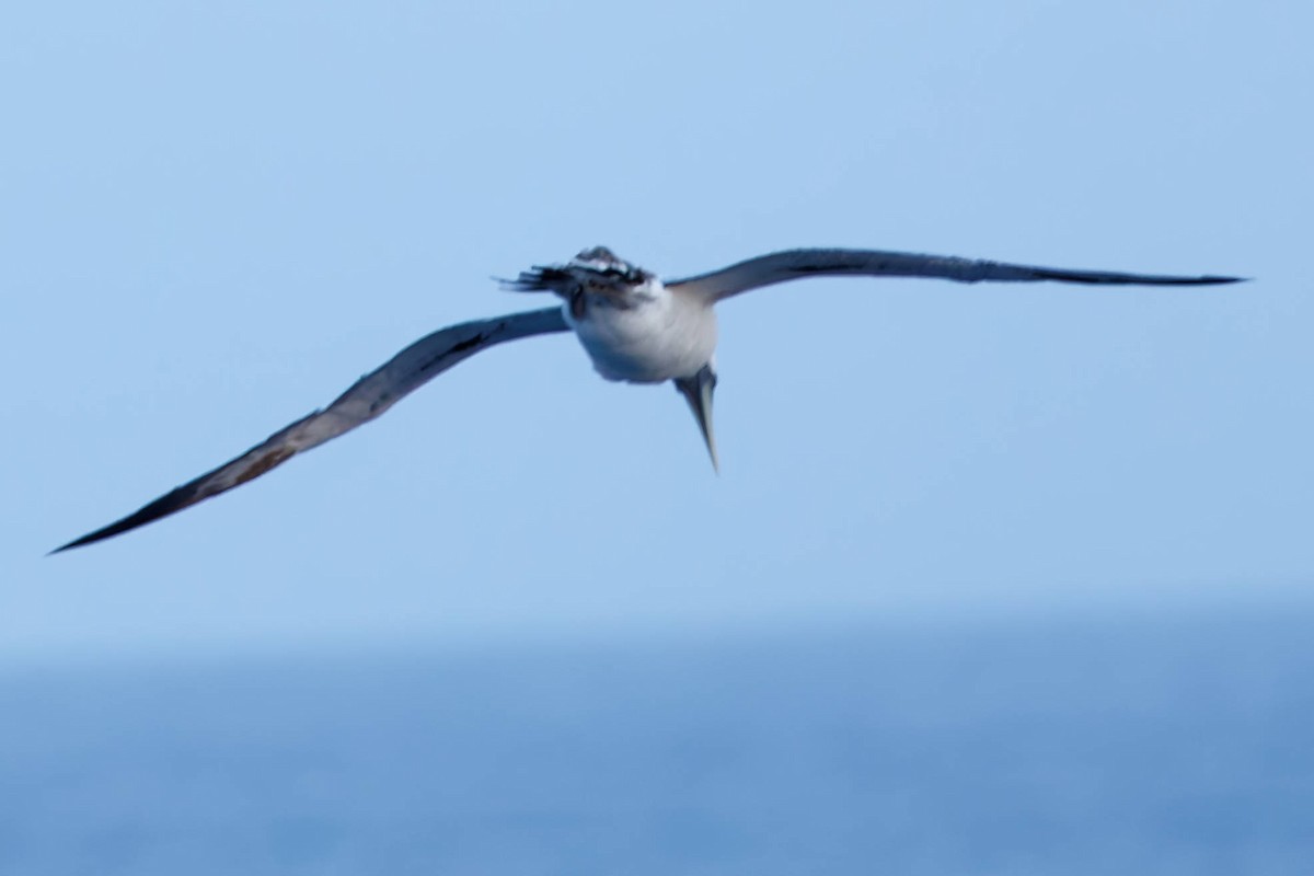 Maskentölpel - ML648735340