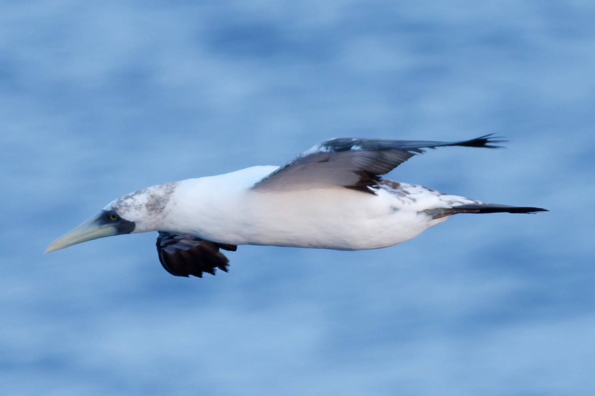 Maskentölpel - ML648735341