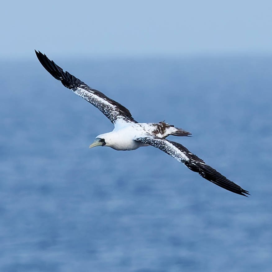 Maskentölpel - ML648735342