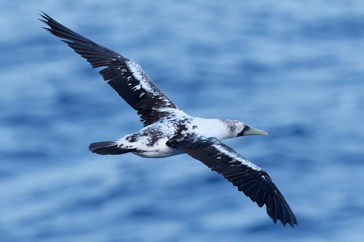 Maskentölpel - ML648735343