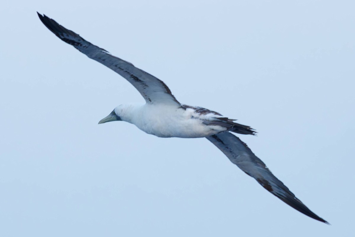 Maskentölpel - ML648735344