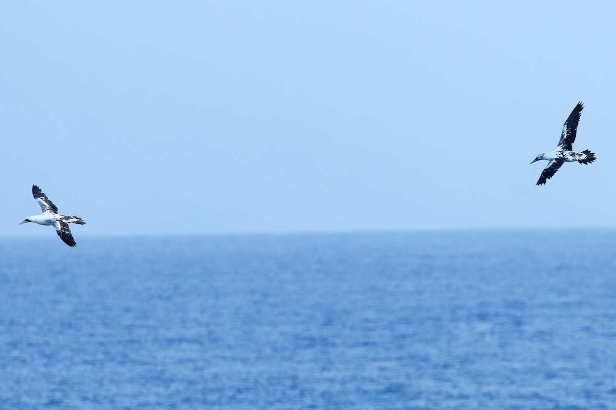 Maskentölpel - ML648735345