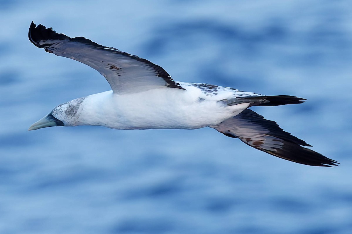 Maskentölpel - ML648735346