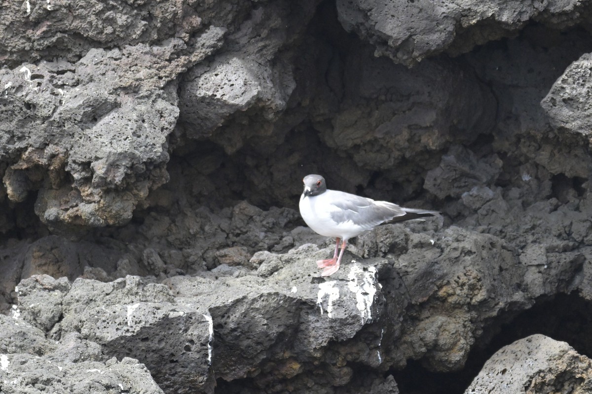 Галапагосская чайка - ML648735462