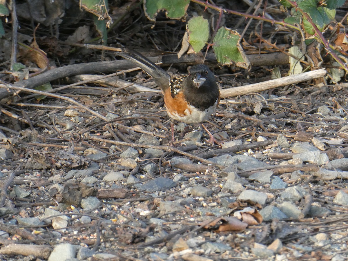 eBird Checklist - 11 Jan 2026 - American River Parkway behind condo ...