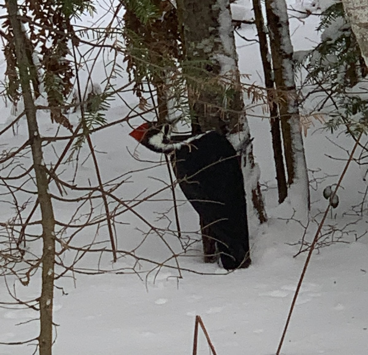 Хохлатая желна - ML648736394