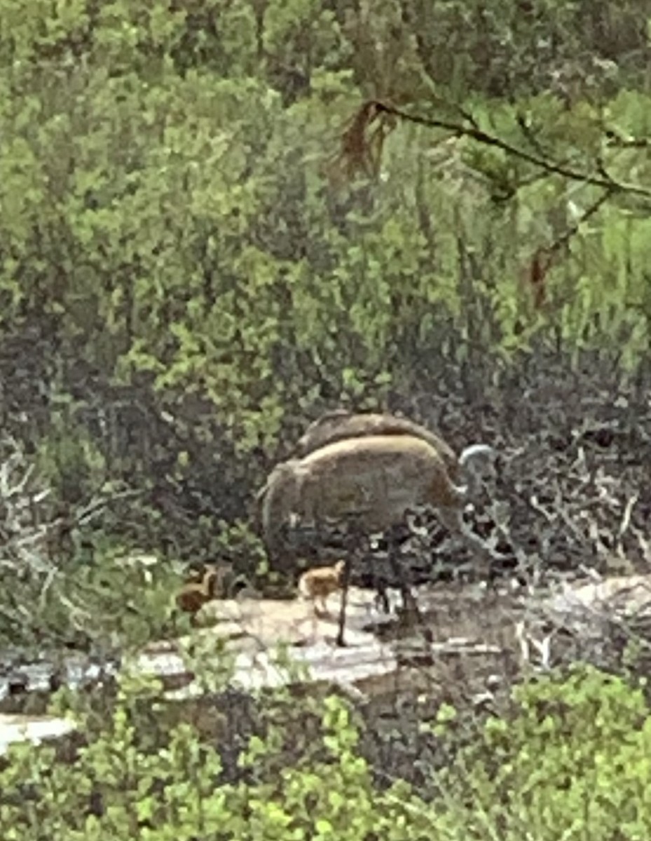 Канадский журавль - ML648736807