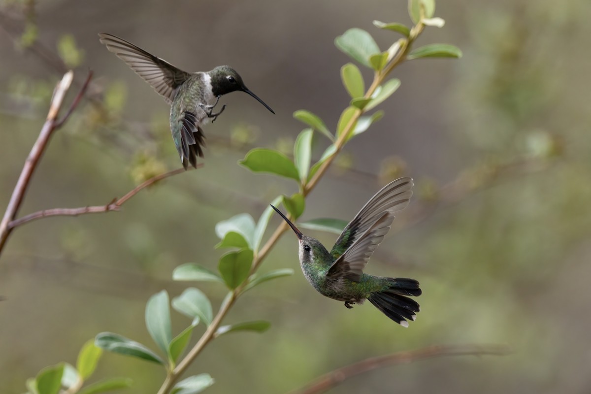 Broad-billed Hummingbird - ML648736986