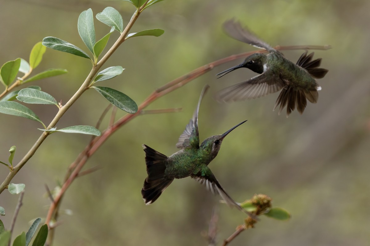 Broad-billed Hummingbird - ML648736987