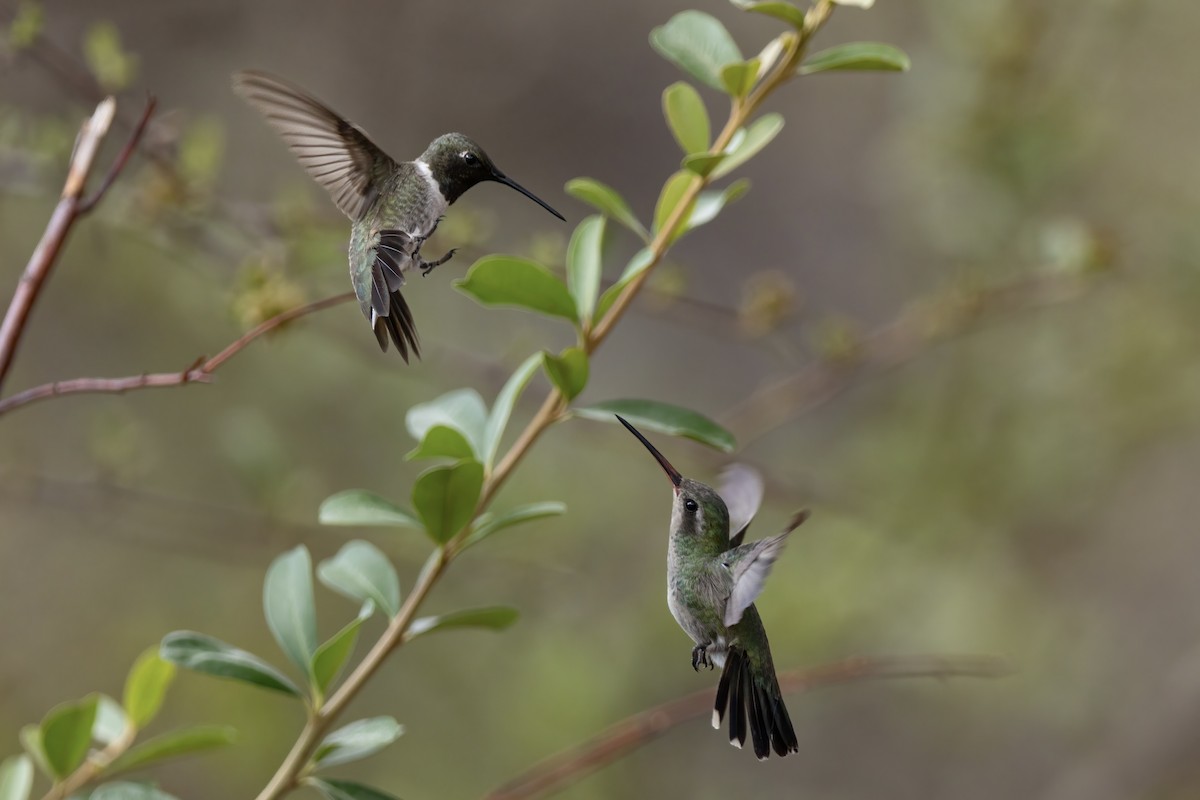 Broad-billed Hummingbird - ML648736988