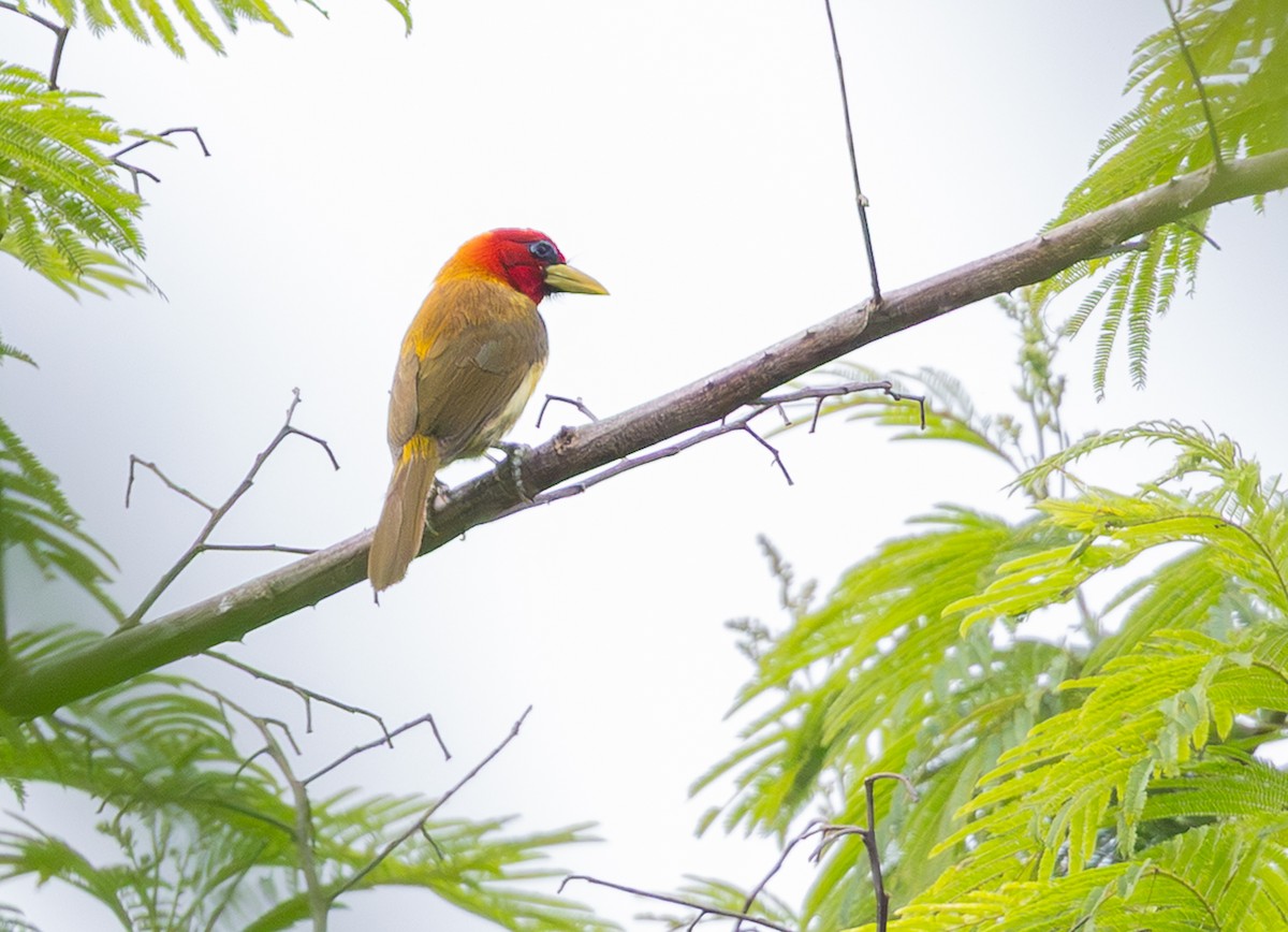Scarlet-hooded Barbet - ML648737042