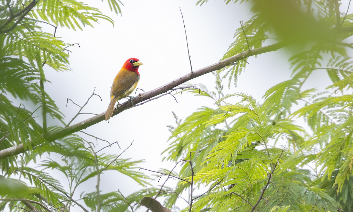 Scarlet-hooded Barbet - ML648737043