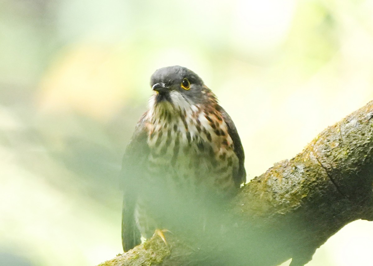 Large Hawk-Cuckoo - ML648737223