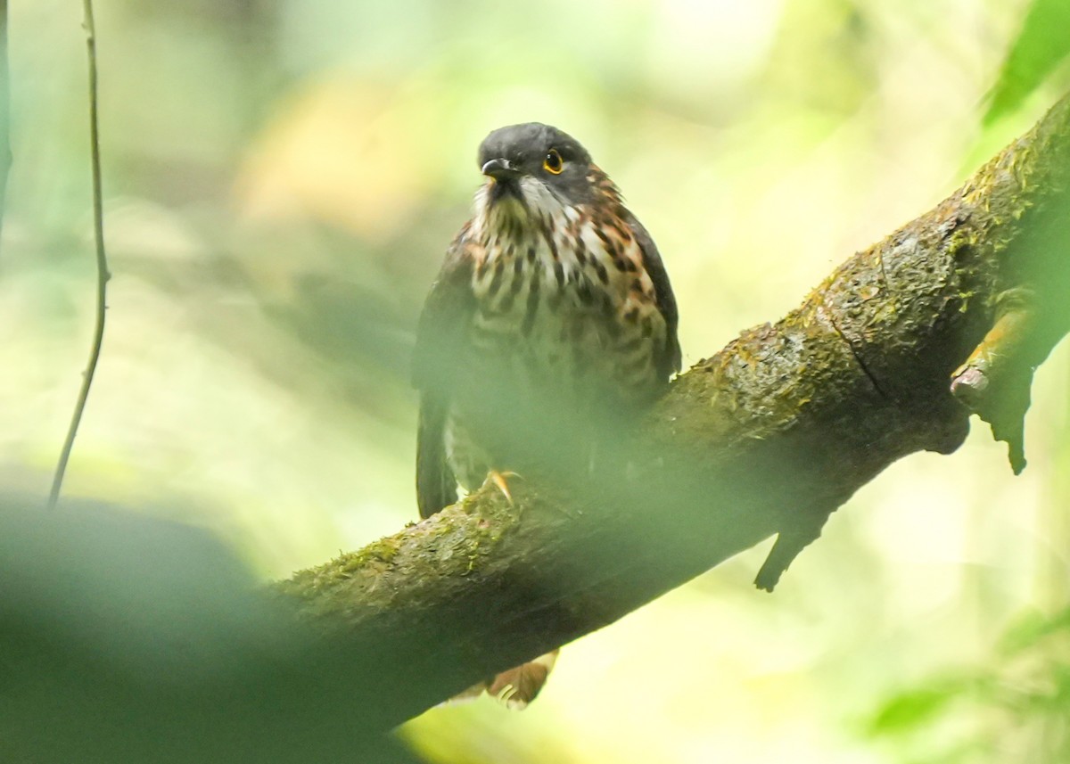 Large Hawk-Cuckoo - ML648737224
