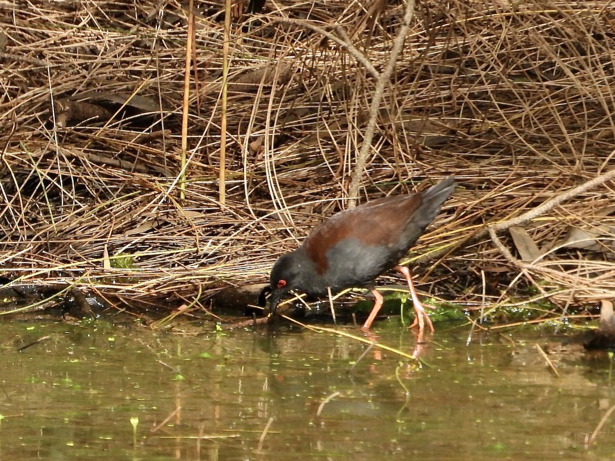 Polluela de Tongatapu - ML648737269