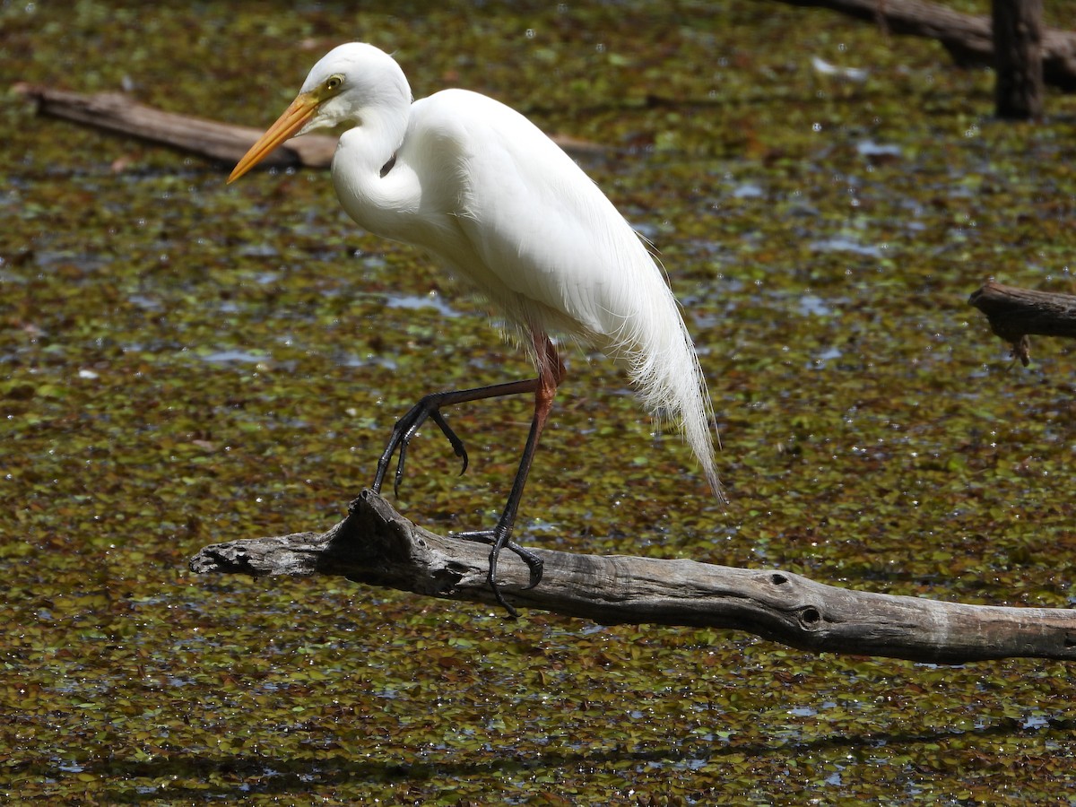 Garceta Plumífera - ML648737293