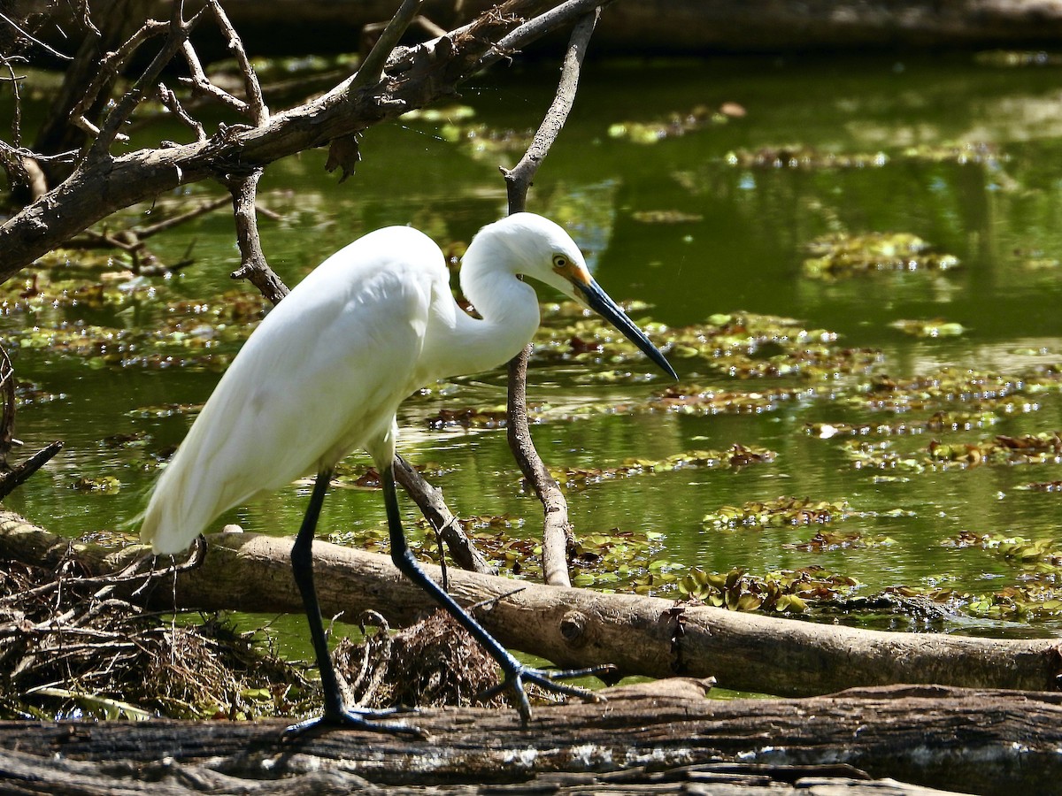 Garceta Común (Australasia) - ML648737311