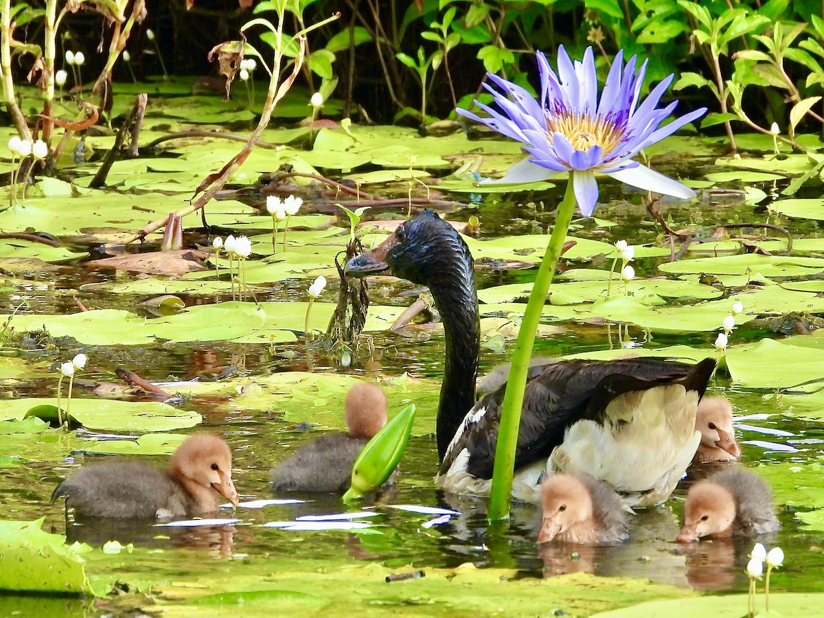 Ganso Urraca - ML648737403