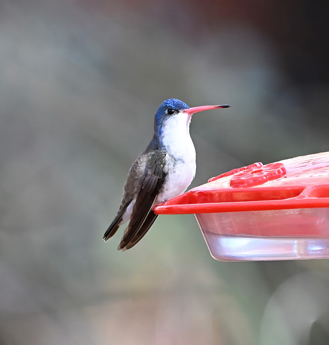 Violet-crowned Hummingbird - ML648737441
