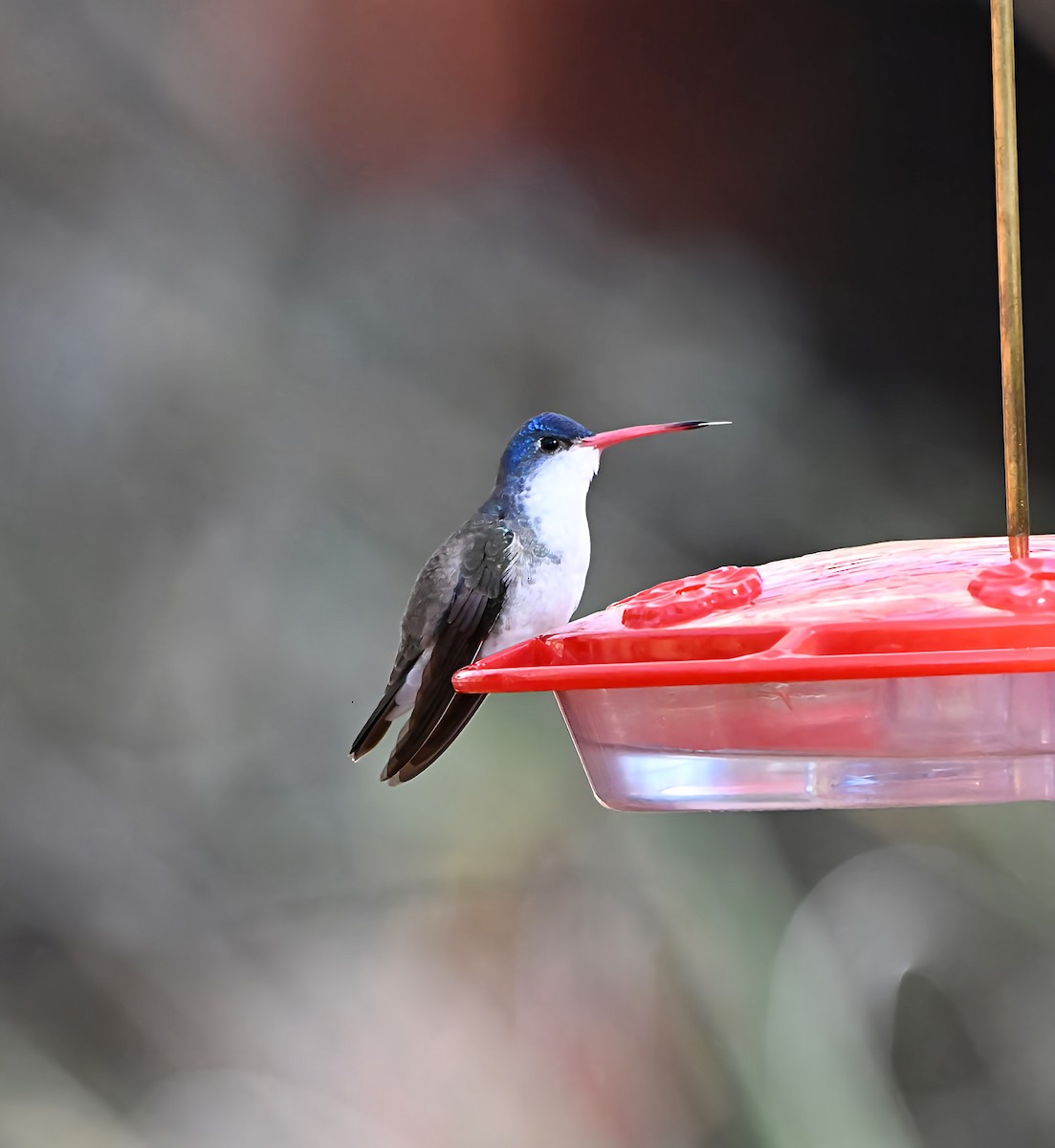 Violet-crowned Hummingbird - ML648737442