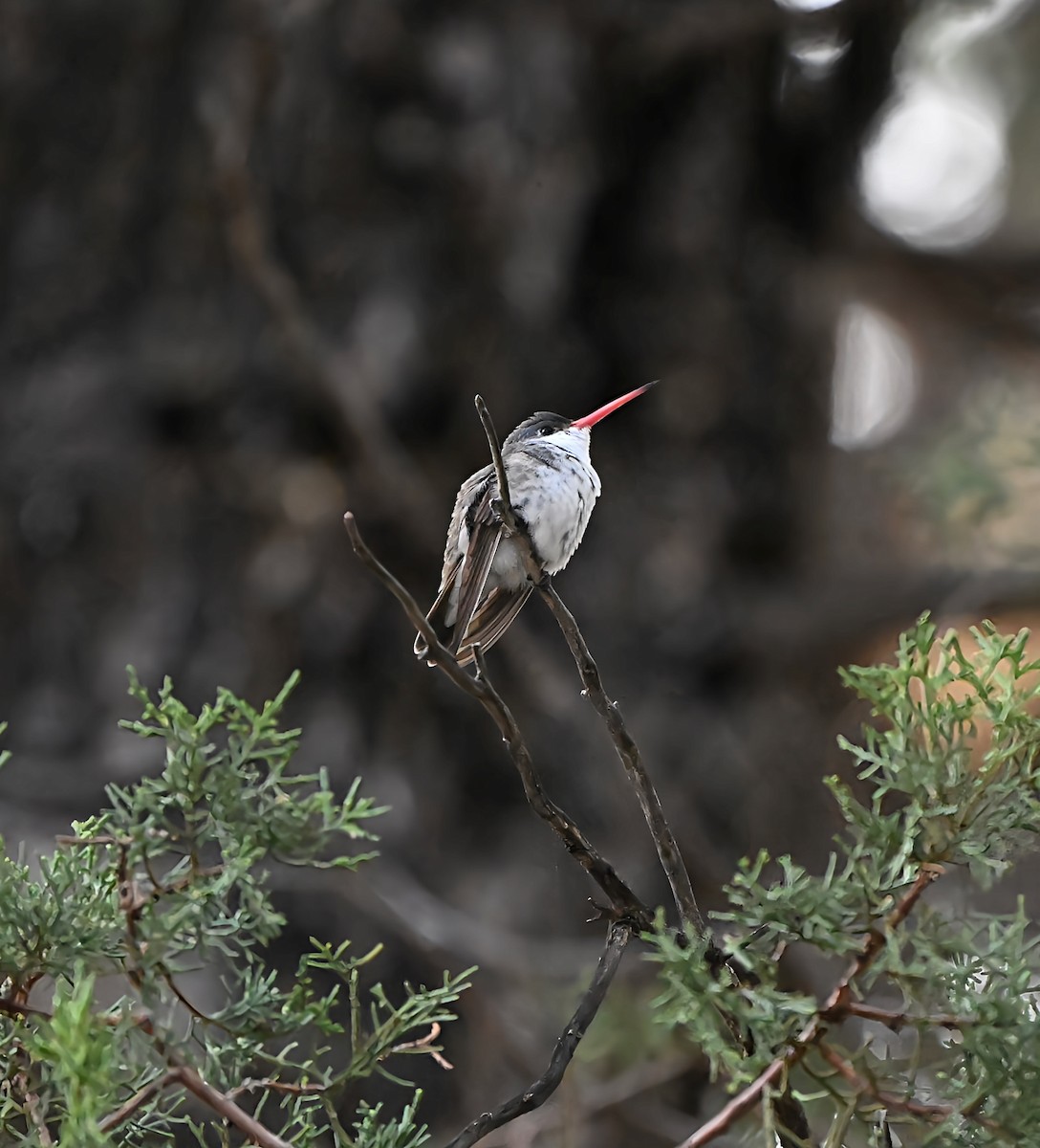 Violet-crowned Hummingbird - ML648737443