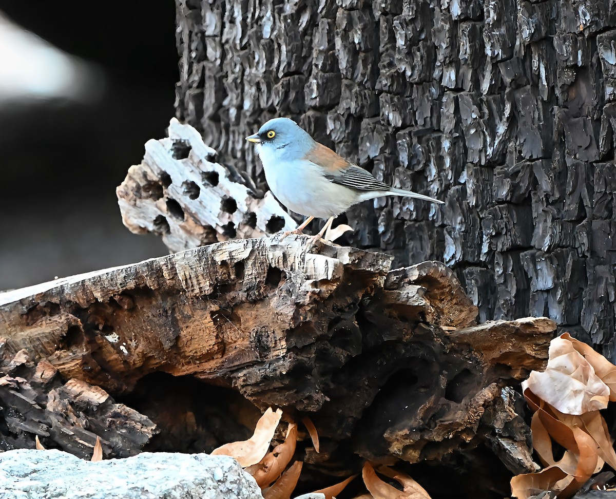Yellow-eyed Junco - ML648737461